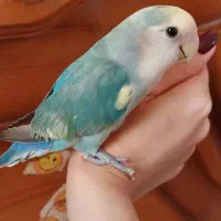 جفت طوطی برزیلی رنگ خاص ۵ عدد تخم