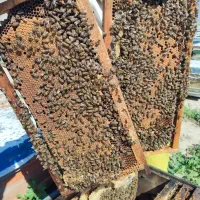 فروش زنبور عسل