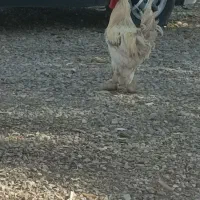 خروس دیلگونی تمیزسالم|حیوانات مزرعه|دهدشت, |دیوار