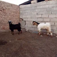 بزغاله|حیوانات مزرعه|خان ببین, |دیوار