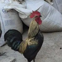 خروس