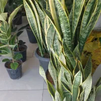 گلهای آپارتمانی|گل و گیاه طبیعی|کرمانشاه, |دیوار