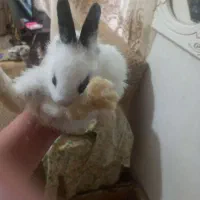 خرگوش کوچک|موش و خرگوش|تبریز, |دیوار