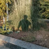 باغ بانی حرص کاری قاچ کشی|خدمات باغبانی و درختکاری|دماوند, دماوند|دیوار