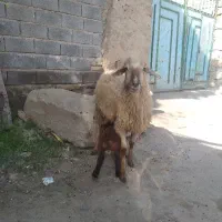 میش بره نر