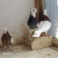 کبوتر کفتر طوقی و کربلایی و سینه سیاه|پرنده|رشت, چمارسرا|دیوار