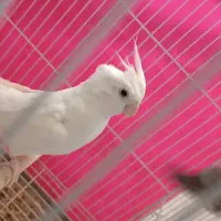 عروس هلندی مولد