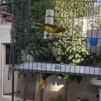قناری نرمست