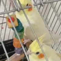 عروس هلندی بالغ