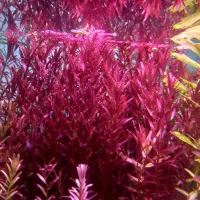 انواع گیاه اکواریومی&پلنت