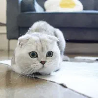 گربه اسکاتیش بالغ وکوچک