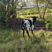 گوساله نر دورگ محلی|حیوانات مزرعه|صومعهسرا, |دیوار