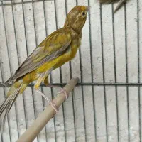 قناری سبز چمنی|پرنده|فسا, |دیوار