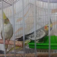 فروش دو عدد عروس هلندی|پرنده|چمستان, |دیوار