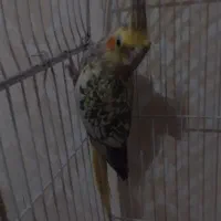 عروس هلندی