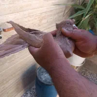 نروماده زرد دوکاکله|پرنده|شیراز, ده پیاله|دیوار
