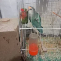 کوتوله برزیلی