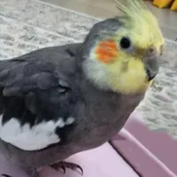 عروس هلندی گم شده، به یابنده مژدگانی تقدیم می گردد