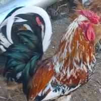 تعدادی مرغ خروس لری