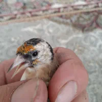 جوجه سهره و۲عدد قناری ماده|پرنده|سنندج, |دیوار