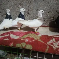 کفتر طوقی|پرنده|اهواز, اسلام آباد شرقی|دیوار