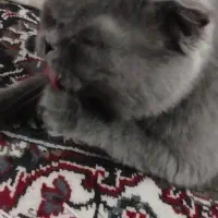 گربه|گربه|تهران, پردیسان|دیوار