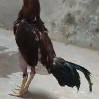 ۳تا لاری نسل