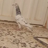 کبوتر|پرنده|قزوین, |دیوار