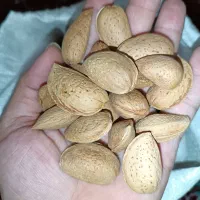 بادام سنگی شیرین ۱۰۰٪ اورگانیک|خوردنی و آشامیدنی|تهران, شهرک غرب|دیوار
