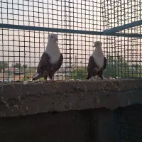 کبوتر