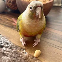 یک جفت طوطی گرین چیک|پرنده|کرج, آق تپه|دیوار