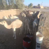 شتر|حیوانات مزرعه|خاتم, |دیوار