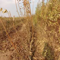 فروش نهال آقای رحمانی با20سال سابقه|خدمات باغبانی و درختکاری|محمدیه-قزوین, |دیوار