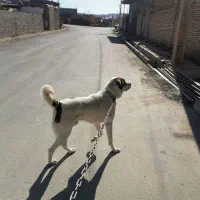 واگذاری سگ پژدر جنس قوزه عراقی