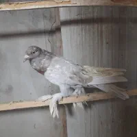 کبوترپرشی|پرنده|رشت, یخسازی|دیوار