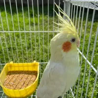 عروس هلندی لوتینو|پرنده|کرج, شهرک بنفشه|دیوار