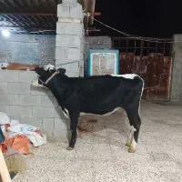 گوسال