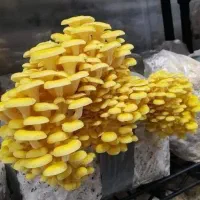 دوره آموزشی تکثیر و پرورش قارچ خوراکی|خدمات آموزشی|مشهد, احمدآباد|دیوار