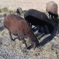 15 عدد برنره افشار و چند بز نر اسرائیلی و گ ماد|حیوانات مزرعه|قیدار, |دیوار