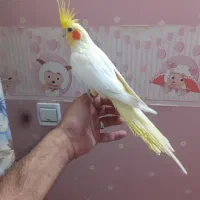 عروس هلندی ماده|پرنده|تهران, خانیآباد|دیوار