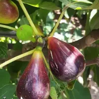 آغاز پیشفروش نهال انجیر گلابی درشت
