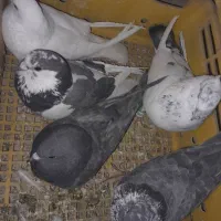 کبوتر فروشی