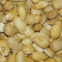 بادام