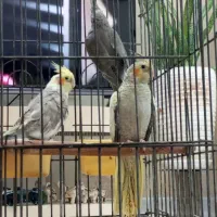 عروس هلندی|پرنده|ری, منصوریه منگل|دیوار