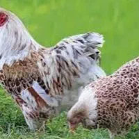 ۶عددنیمچه مرغ خروس ویاندوت اورنج وارداتی کلکسیونی