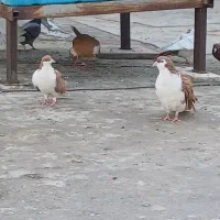 کبوتر شیخی زرد