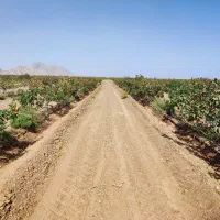 ۲حلقه چاه با ۱۳۵هکتار باغ پسته/فروش به علت مهاجرت/|فروش دفتر صنعتی، کشاورزی، تجاری|مشهد, امام رضا (ع)|دیوار