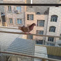 کفتر ۸تا جوجه کهنه گرفتنی معاوضه با عروس  شهرری|پرنده|ری, حمزه‌آباد|دیوار