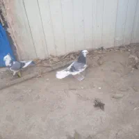 کفتر پرشی به شرط|پرنده|شریفآباد, |دیوار