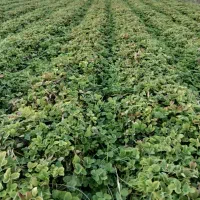 نهال توت فرنگی سابرینا نی ۱۲میلیون